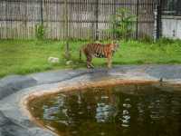 สวนเสือ Tiger Topia  ศรีราชา ที่เที่ยวใกล้กรุงเทพฯ