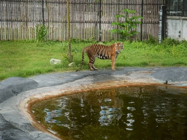 สวนเสือ Tiger Topia  ศรีราชา ที่เที่ยวใกล้กรุงเทพฯ