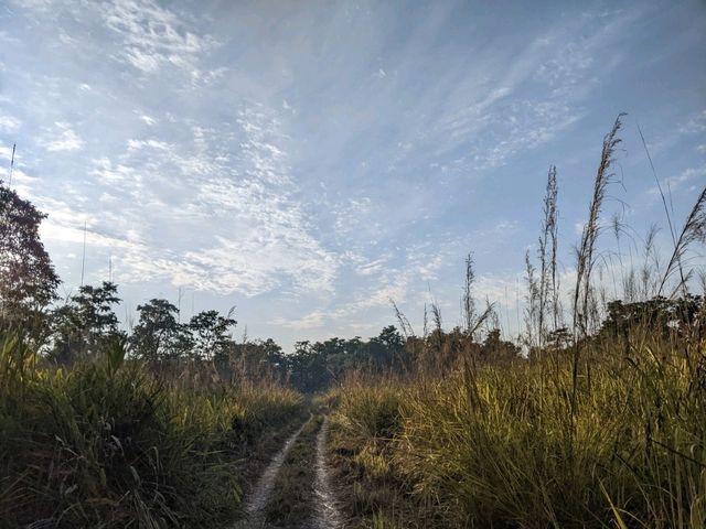 【ネパール🇳🇵】チトワン国立公園でジープサファリ
