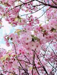 2025五月北海道獨遊追櫻之旅🌸 - 第三彈