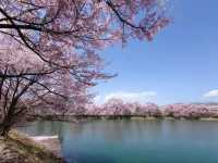 Sakura + Stillness, Rokudo no Tsutsumi Is Peak