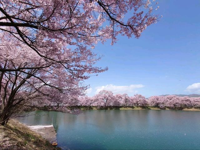 Sakura + Stillness, Rokudo no Tsutsumi Is Peak