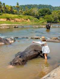Pinnawala Elephant Orphanage ศูนย์ช่วยช้างถูกทิ้ง🐘