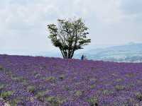 🌼 **Lavender Paradise: A Day Trip to Farm Tomita in Furano!** 🌿