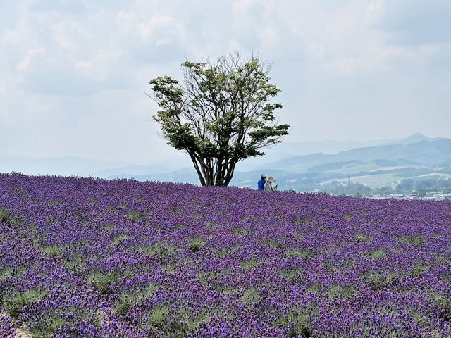 🌼 **Lavender Paradise: A Day Trip to Farm Tomita in Furano!** 🌿