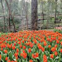 Araluen Botanic Park – Nature's Masterpiece