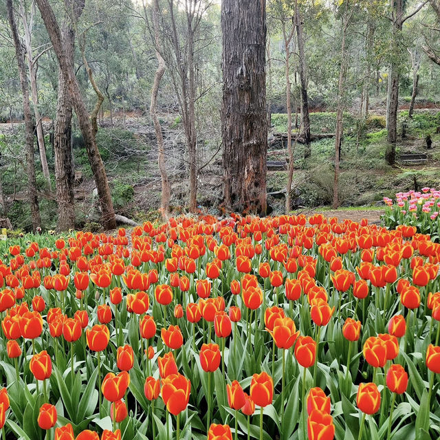 Araluen Botanic Park – Nature's Masterpiece