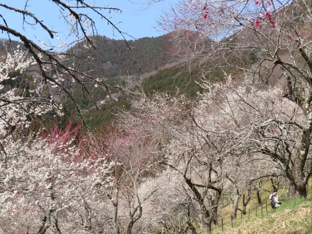 Your Low-Key Cherry Blossom Escape