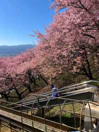 Matsuda Cherry Blossom: A Hidden Spring Gem