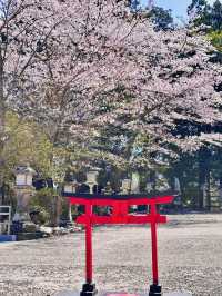 Sakura Silence: A Soulful Walk Through Takeo Shrine 