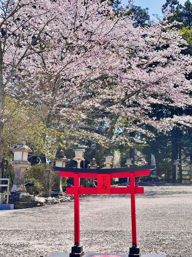 Sakura Silence: A Soulful Walk Through Takeo Shrine 