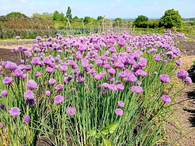 Romance in Bloom: A Day at Sissinghurst Castle Garden, Kent