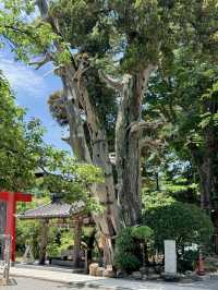 【伊豆】縁結び・交通安全✨パワースポット