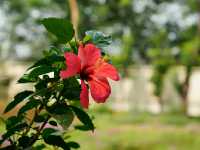 National Botanical Garden – Dhaka’s Living Green Museum