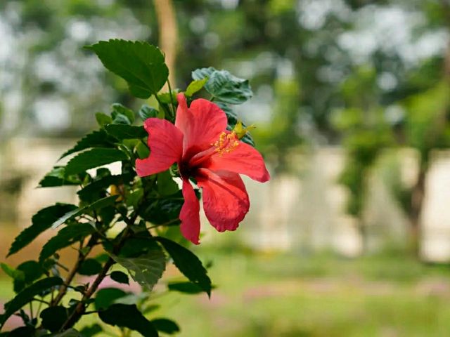 National Botanical Garden – Dhaka’s Living Green Museum