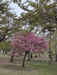 Sakura season at Hakodate 
