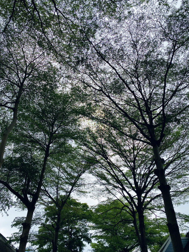 深圳｜荷蘭花卉小鎮🌸💐🌼