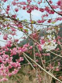 衫林溪🌲專屬櫻花河道櫻花林🌸