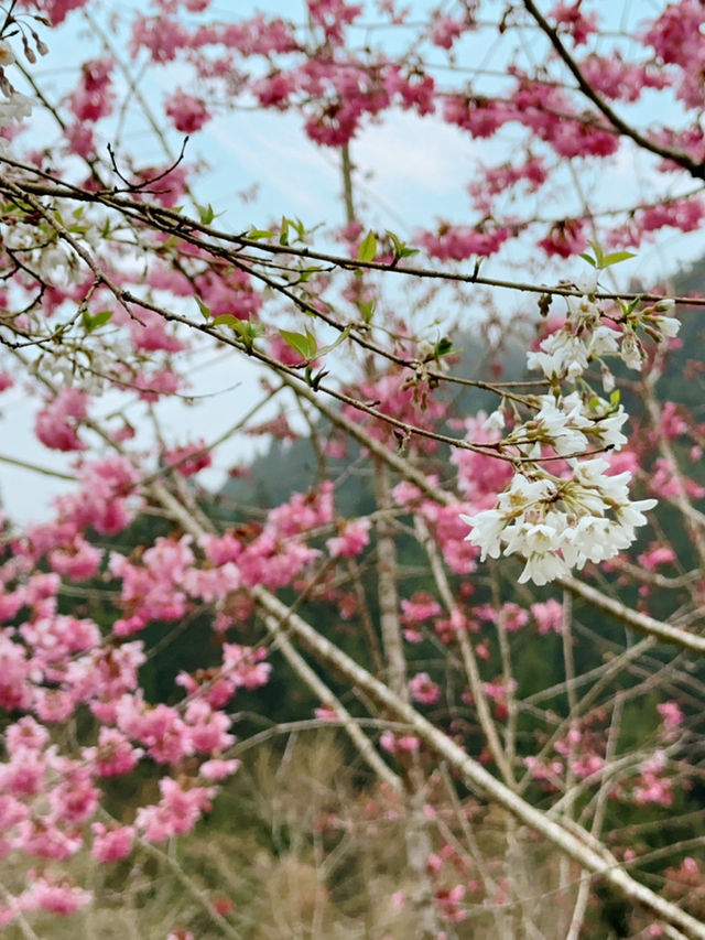 衫林溪🌲專屬櫻花河道櫻花林🌸