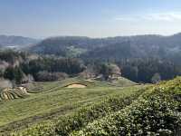 Boseong Tea Plantation – Worth the Journey for These Green Views