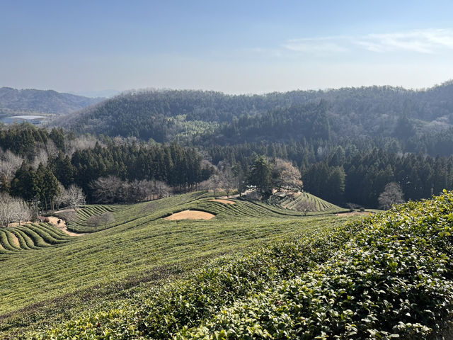 Boseong Tea Plantation – Worth the Journey for These Green Views