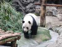  My Beijing Zoo Panda Experience 🐼