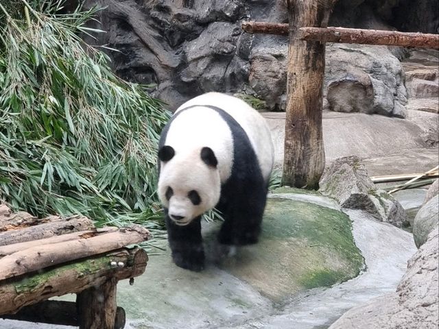  My Beijing Zoo Panda Experience 🐼