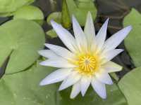 Beautiful Adelaide botanical garden