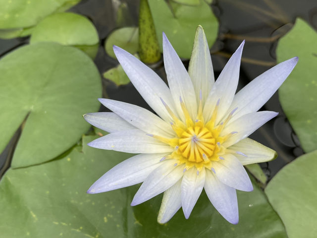 Beautiful Adelaide botanical garden