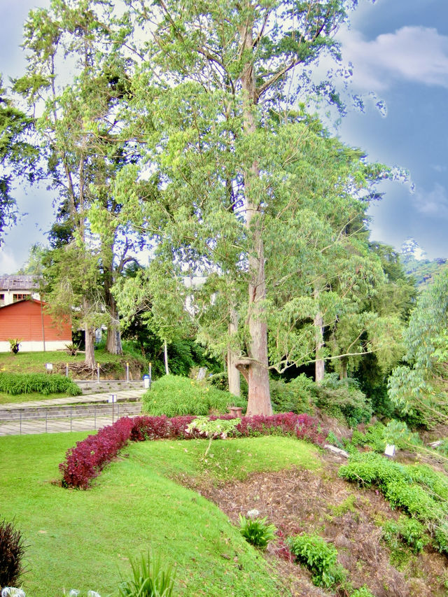 Sip History on a Hillside: Discover Malaysia’s Iconic BOH Tea Plantation