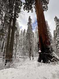 The Most Famous Trees In The World, The Towering Red Trunks Of Sequoia 🌲 