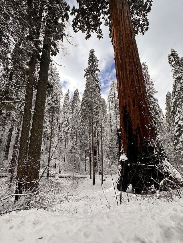 The Most Famous Trees In The World, The Towering Red Trunks Of Sequoia 🌲 