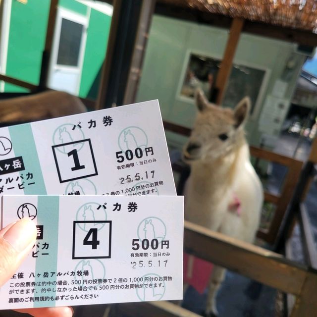 【長野】八ヶ岳アルパカ牧場