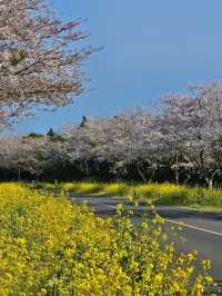 April Scenery in Jeju Island