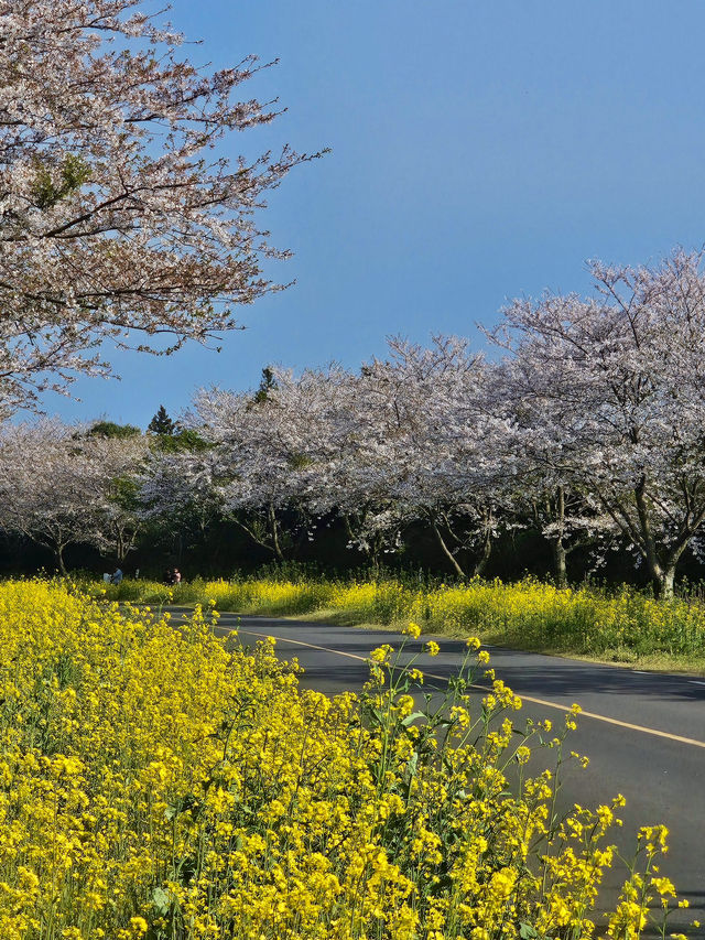 April Scenery in Jeju Island