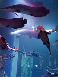 Sea Shell Aquarium Phu Quoc