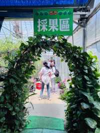 ［新竹關西旅遊］金勇蕃茄農場🍅端午佳節半日遊的好選擇-好吃又好玩🧸