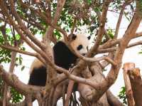 香港🇭🇰 海洋公園睇熊貓🐼