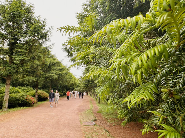 🌲🌲 비자나무 숲길