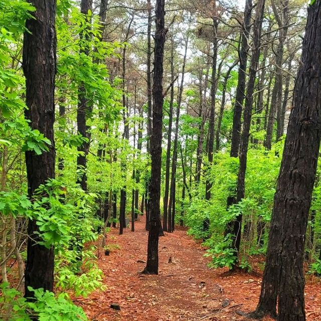History, Views, and Forest Feels All in One