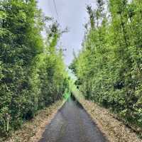 陽明山山豬湖山走走
