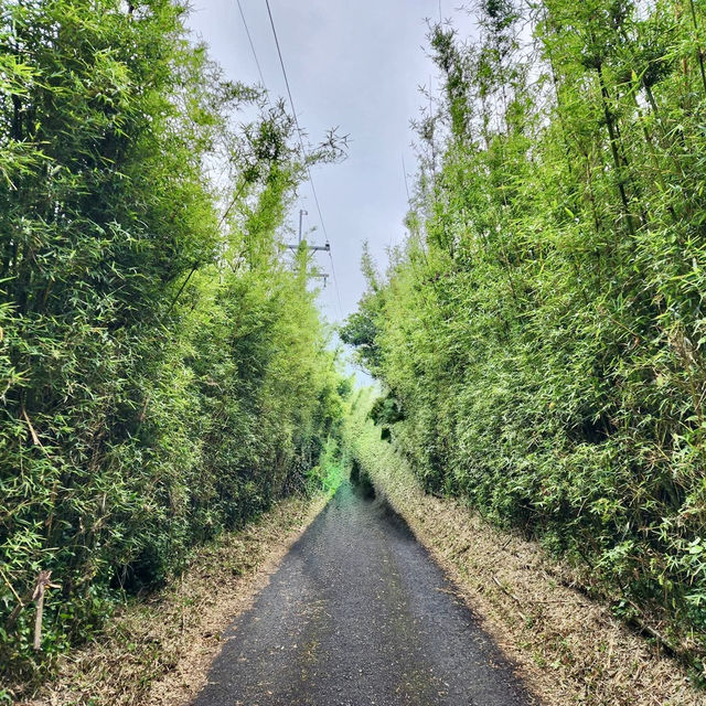 陽明山山豬湖山走走