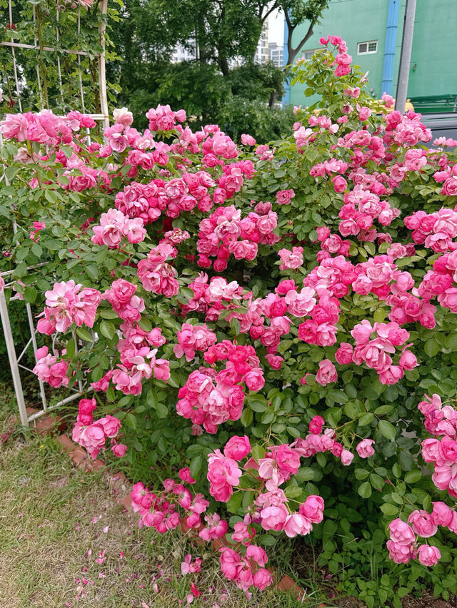 🌹충남 아산 카페플라워돔 장미 포토존🌹