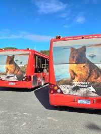 Rottnest Island - Perth Australia