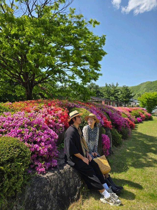 봄날의 철쭉이 만개했던 괴산 연풍성지💜