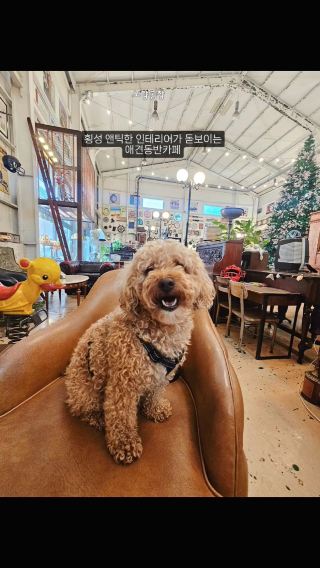 강원도 횡성 감성카페 노랑공장 추천