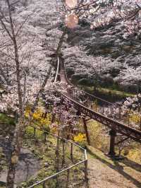 宮城・春日櫻花散策路線｜ 船岡城址公園＆一目千本櫻