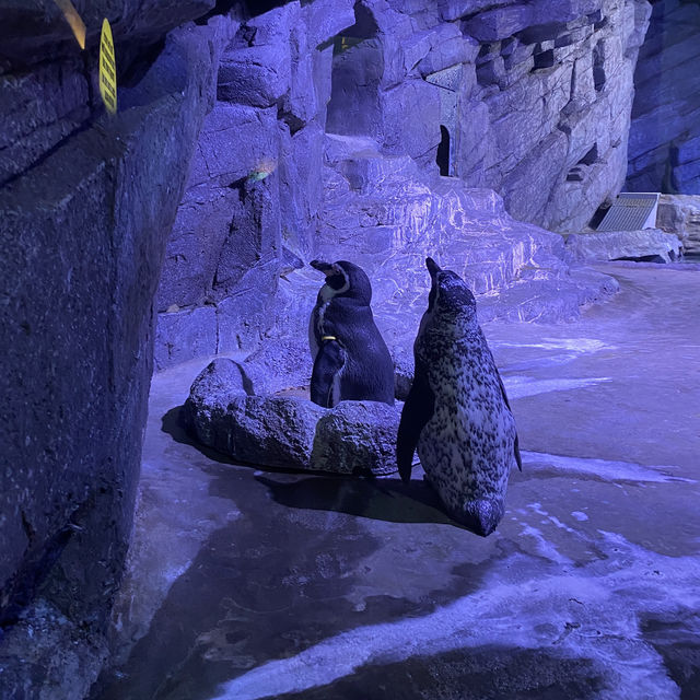 Aquarium Phuket 