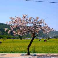 Canola Flower Festival Fun in Samcheok, Gangwon-do