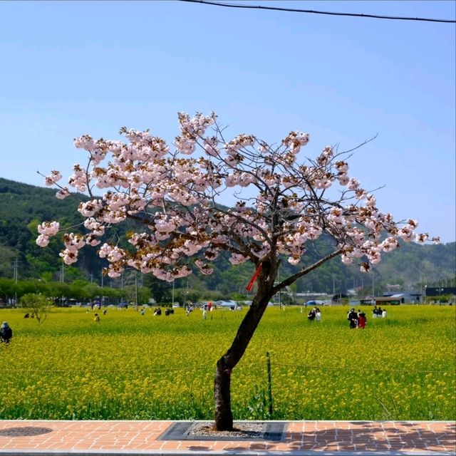 Canola Flower Festival Fun in Samcheok, Gangwon-do